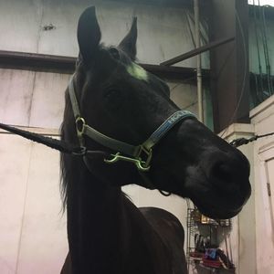 Meet your Posher, Tessa